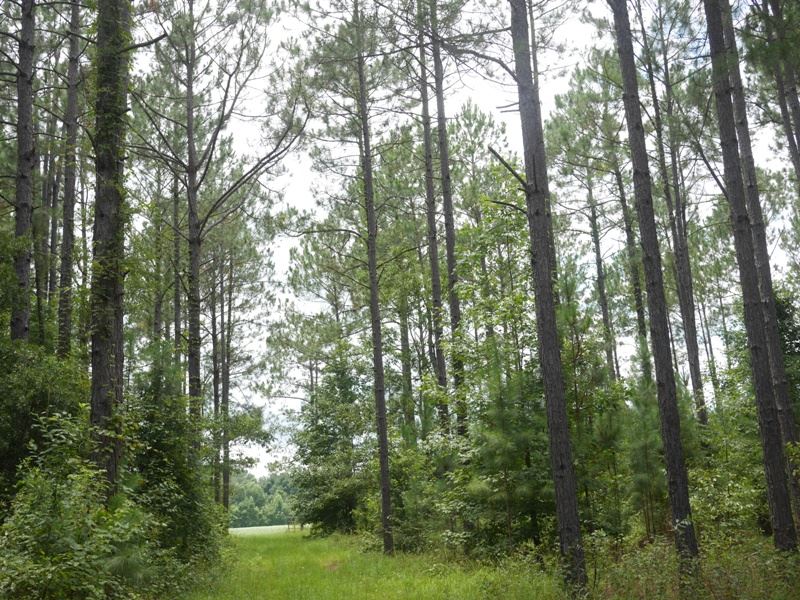 Shady Oaks : Brooklet : Bulloch County : Georgia