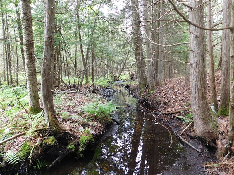 Big Time Hunting On 102 Acres : Fife Lake : Kalkaska County : Michigan