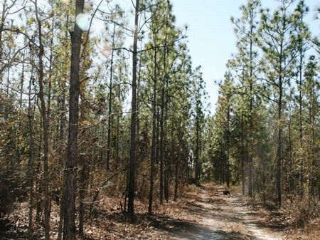 Longleaf Farms : Quincy : Gadsden County : Florida