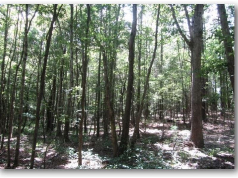36 Acres in Choctaw County : Ackerman : Choctaw County : Mississippi