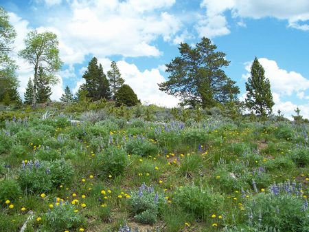 Bader Gulch Ranch : Ten Sleep : Washakie County : Wyoming