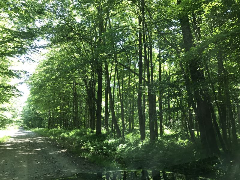 Line Brook Base Camp : Osceola : New York County : New York