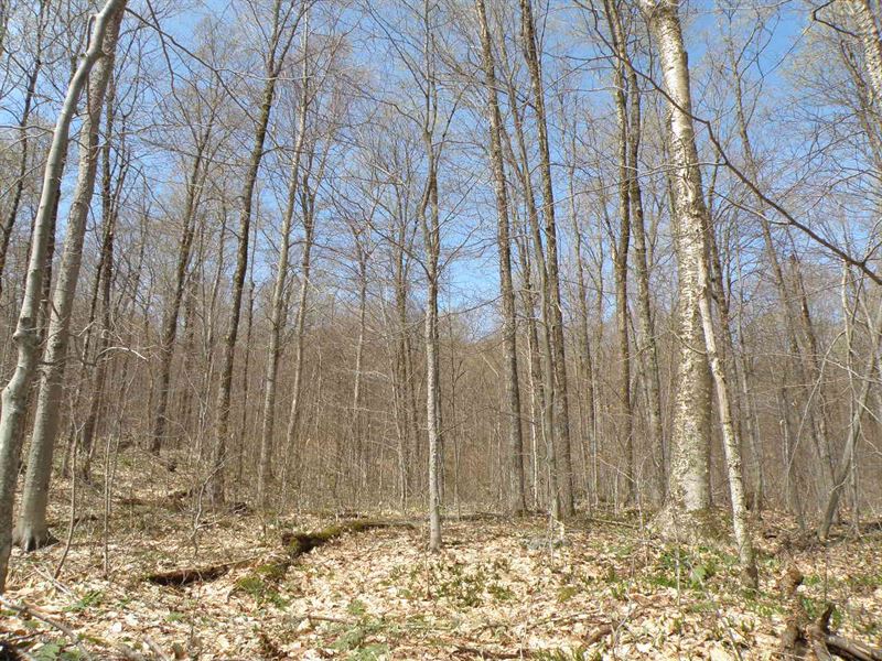 Harris Trust Forest : Belvidere : Lamoille County : Vermont