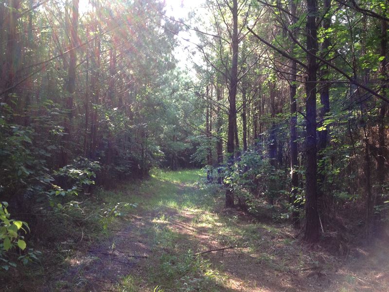 285 Acres Of Timberland : Camden : Wilcox County : Alabama