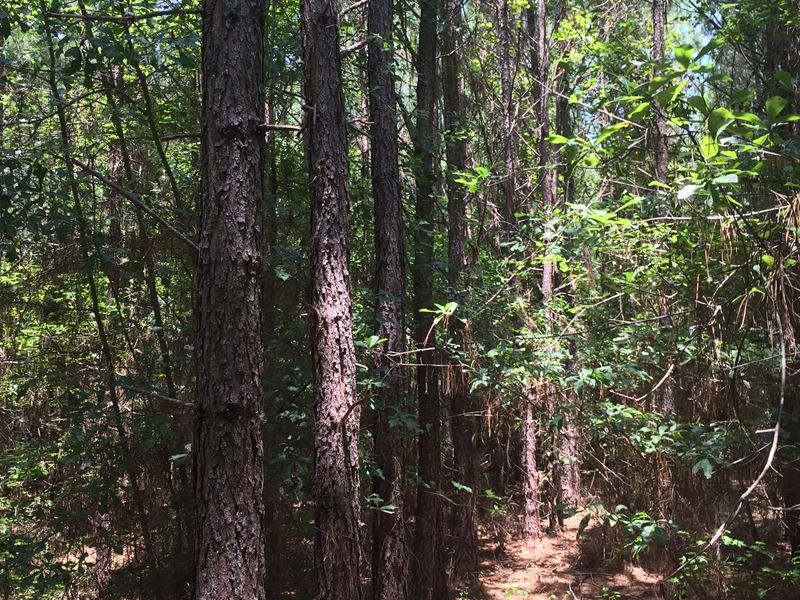 Perdue Plantation : Barnesville : Lamar County : Georgia