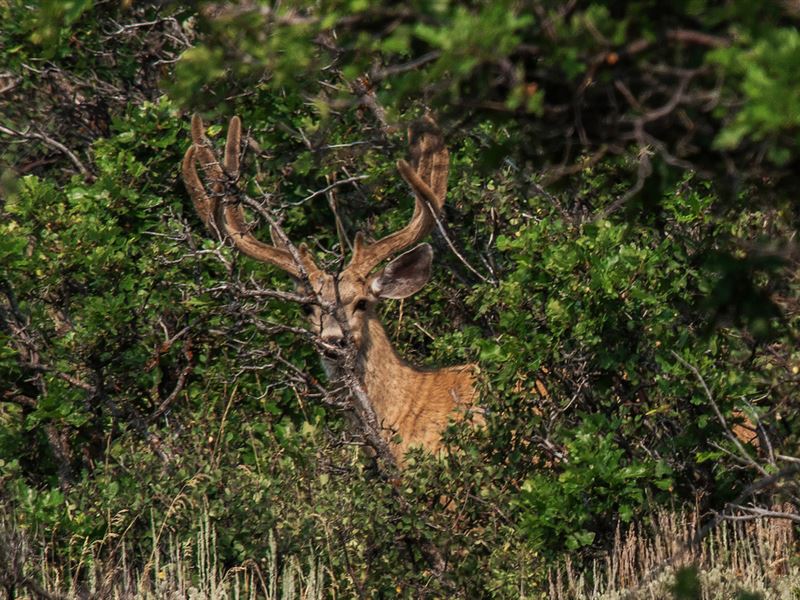 Freeman Ranch : Craig : Moffat County : Colorado