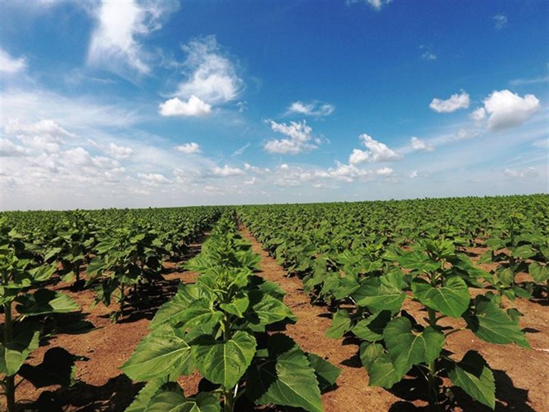 Cropland & Pasture in Hughes County : Pierre : Hughes County : South Dakota