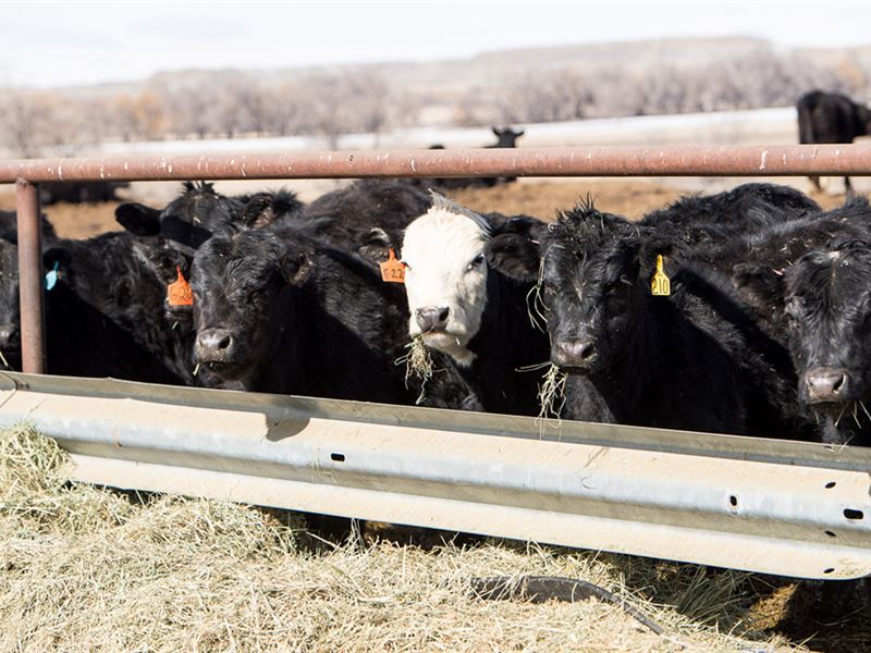 Jarrard Feed Lot : Riverton : Fremont County : Wyoming