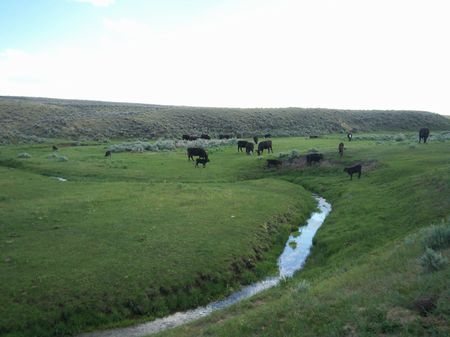 Long Hollow Creek Ranch : Meeteetse : Park County : Wyoming