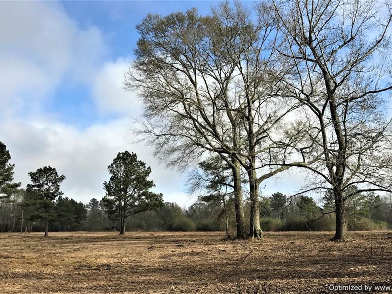 Sweet Family Farm Opportunity : Jayess : Walthall County : Mississippi