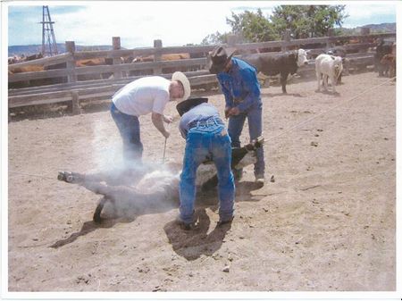 Red Cone Ranch : Quemado : Catron County : New Mexico