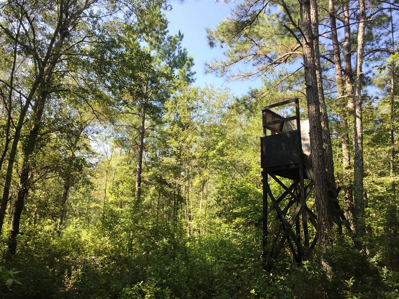 Carters Ford Tract : Lodge : Colleton County : South Carolina
