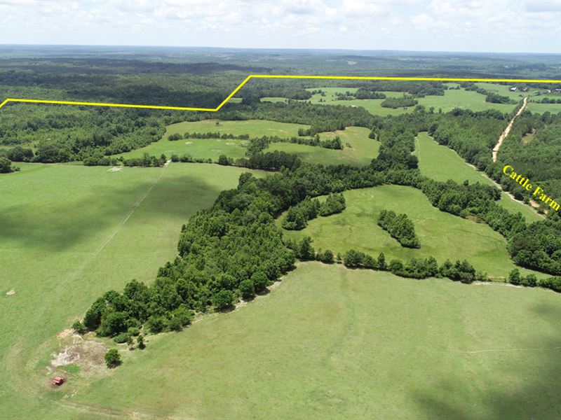 519 Cattle Farm : Preston : Webster County : Georgia