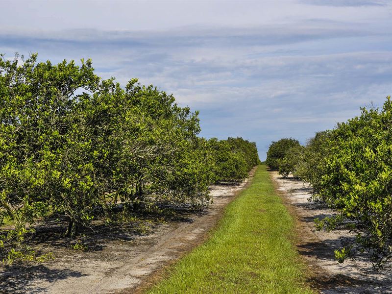 West Frostproof Grove : Frostproof : Polk County : Florida