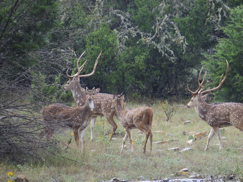 Scenic, Hunting : Rocksprings : Edwards County : Texas
