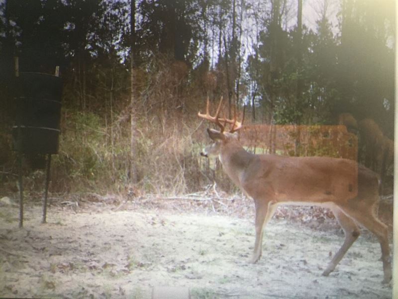 Bowhunter Or Gun Hunter's Dream : Rupert : Taylor County : Georgia