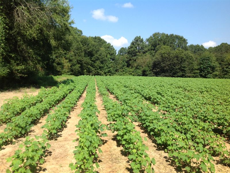 Farming and Hunting Land : Selma : Dallas County : Alabama