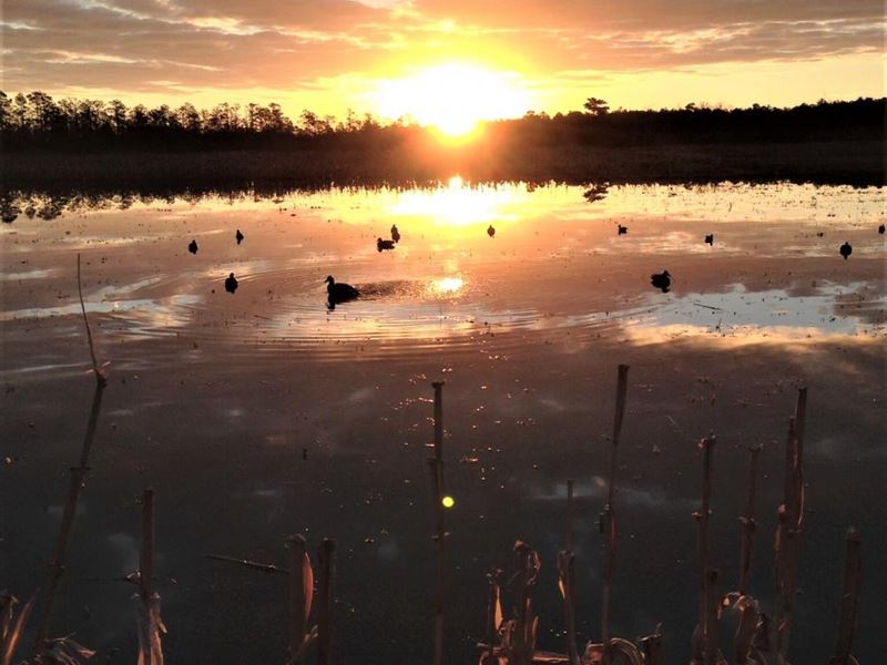 Tyrrell County Duck Impoundment : Columbia : Tyrrell County : North Carolina