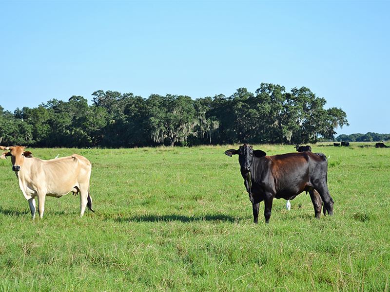 Fort Ogden Ranch : Arcadia : DeSoto County : Florida