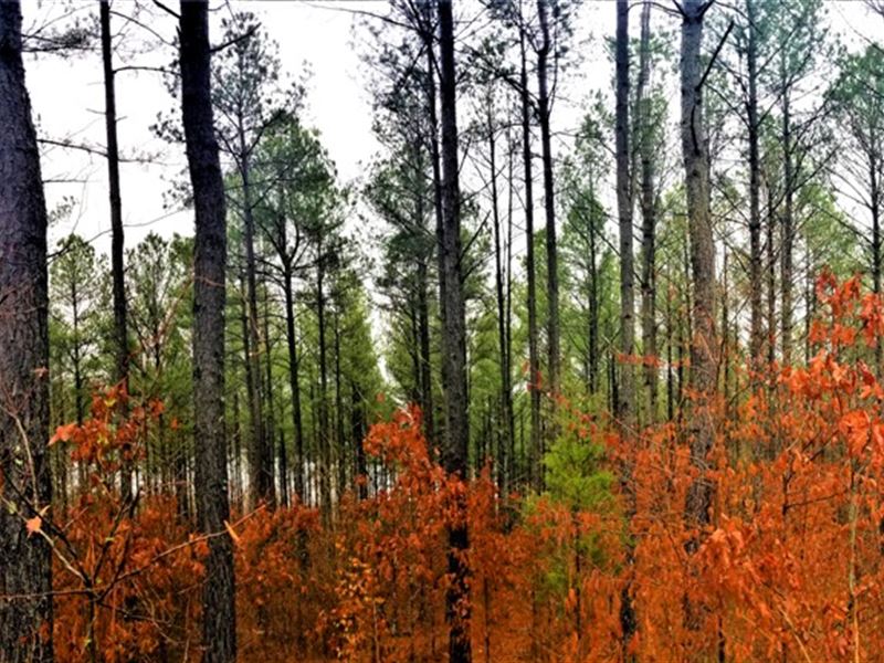 Bell Branch Tract, Tract 1564 : Bath Springs : Decatur County : Tennessee
