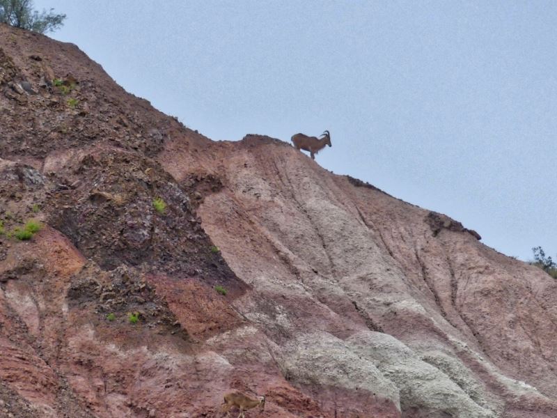 Agua Fria 330 Acre Ranch : Alpine : Brewster County : Texas