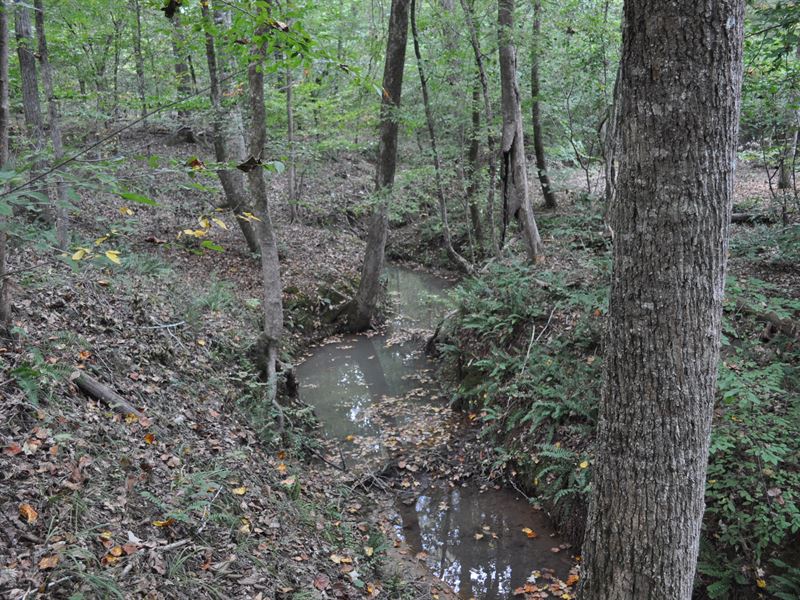 Oak Grove Tract : Tignall : Wilkes County : Georgia