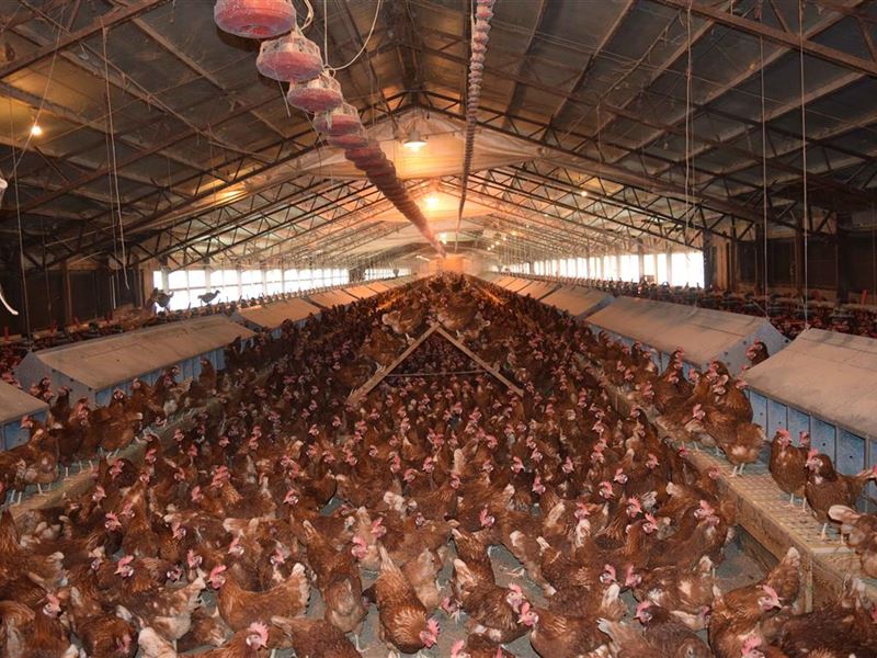 Ntt Large Organic Egg Farm : Jay : Delaware County : Oklahoma
