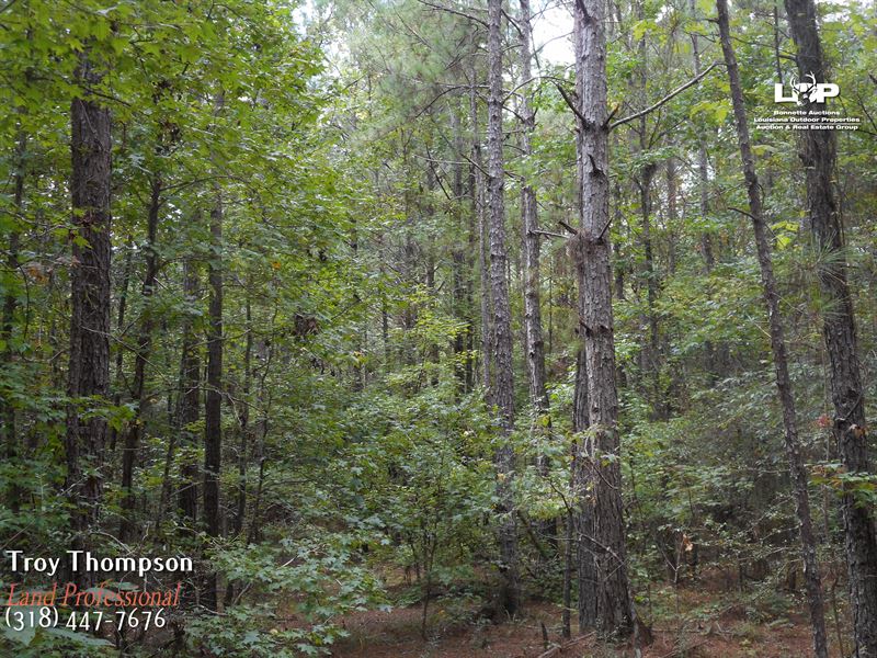 35 Acres Caldwell Parish : Columbia : Caldwell Parish : Louisiana