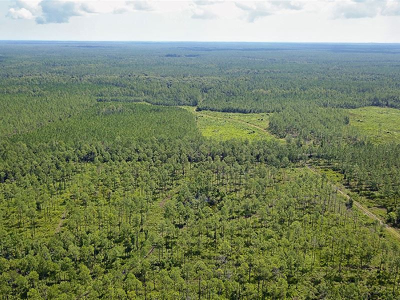 Brick Road Mitigation Bank : Bunnell : Flagler County : Florida