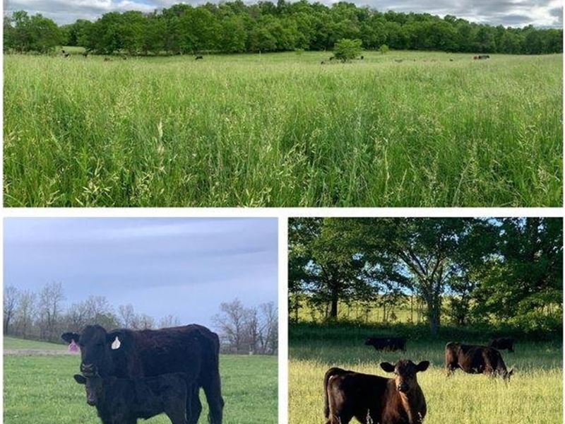 998 Acres, Tillable, Live Water, Sp : Norwood : Wright County : Missouri