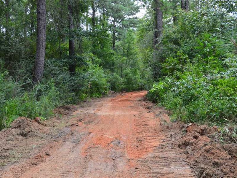 Price Reduced, 66 Acres Timber : D'lo : Simpson County : Mississippi