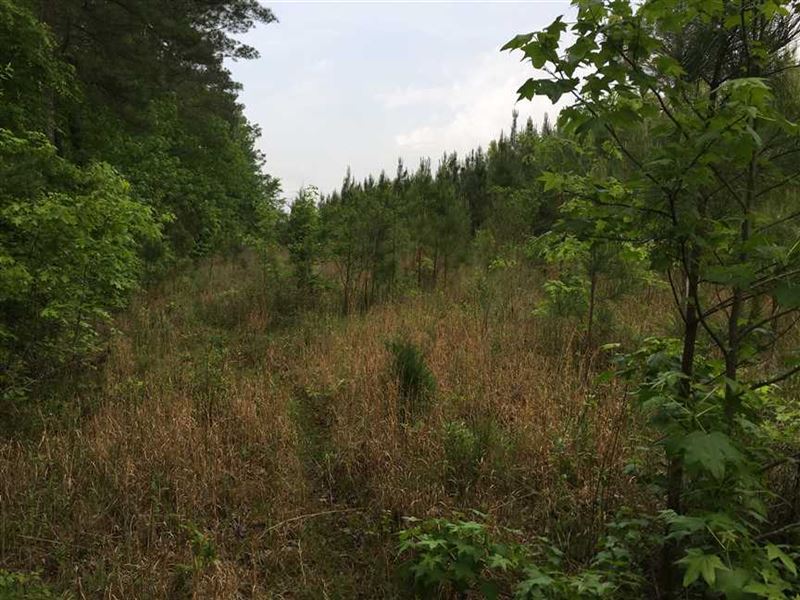 82 Acres Hunting and Timber LA : Starkville : Oktibbeha County : Mississippi