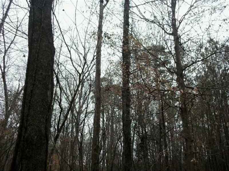 Selling Price Reduced to $1554/Acre : McCool : Attala County : Mississippi