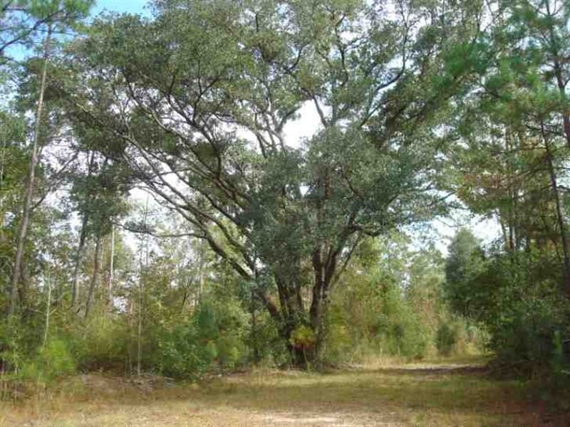 1549 Acres Hunting, Developmen : Picayune : Pearl River County : Mississippi