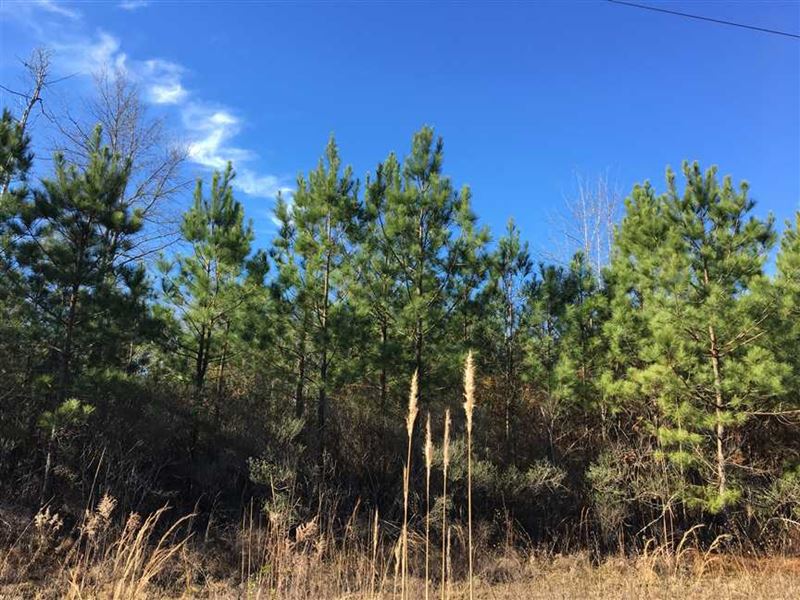 Lewisville Southeast Tract, Lafaye : Lewisville : Lafayette County : Arkansas