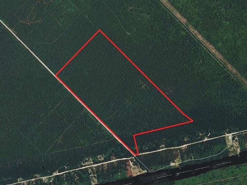 Reduced, 287 Acres of Hunting Land : Belhaven : Hyde County : North Carolina