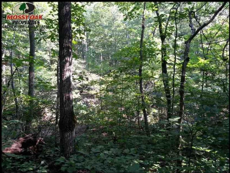 80 Acres Timber Land for Sale : Pleasant Plains : Independence County : Arkansas