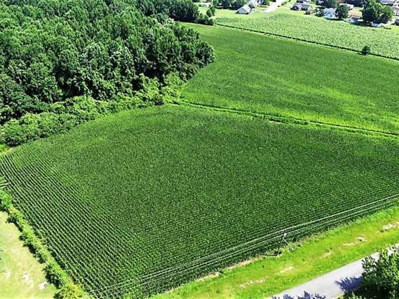 18.7 Acres of Fa : Ayden : Pitt County : North Carolina