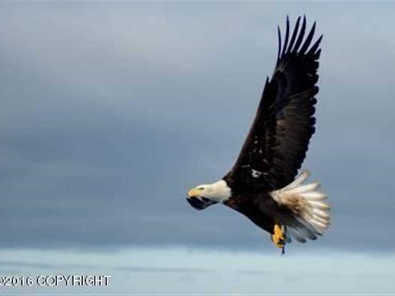 This is a Remote But Accessible 14 : Nikiski : Kenai Peninsula Borough : Alaska