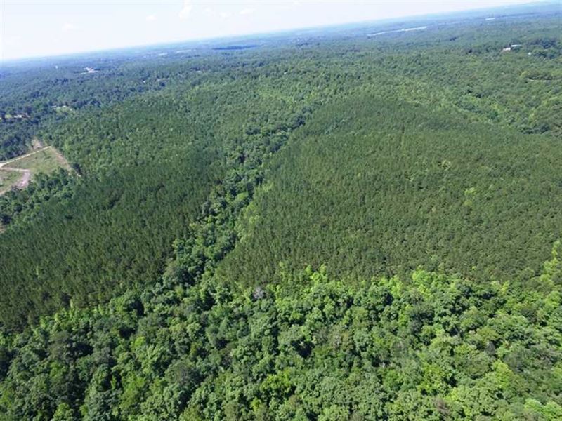 Timberland for Sale 163 Acres : Hamilton : Marion County : Alabama