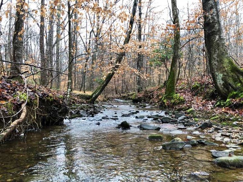 220 Acres Land for Sale with Deer : Phil Campbell : Franklin County : Alabama