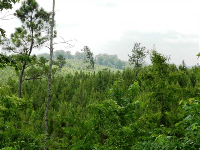 43 Acres Hunting Tract for Sale LA : Sulligent : Lamar County : Alabama