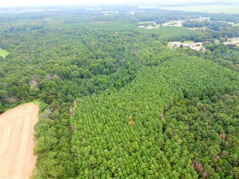 130 Acres of Highly Productive Soi : Leighton : Colbert County : Alabama