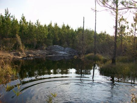 Hunting Tract with Cabin and Pond : Milan : Telfair County : Georgia