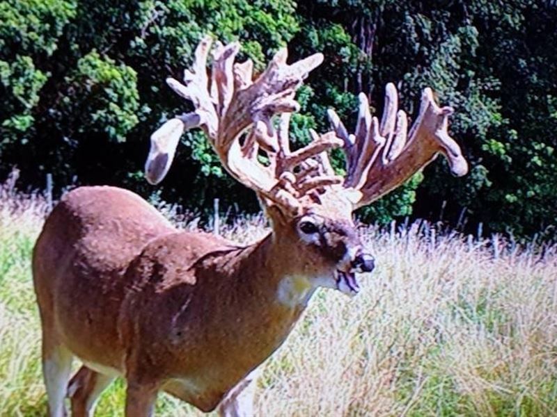 Gibbon Glade Whitetail Ranch, Ranch for Sale in Pennsylvania, 134627