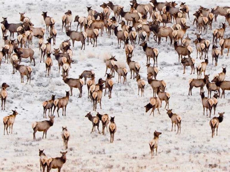 Colorado Elk Hunting Property in : Hayden : Routt County : Colorado