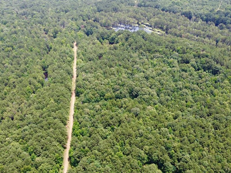 Bowie County, 468 Acres : Texarkana : Bowie County : Texas