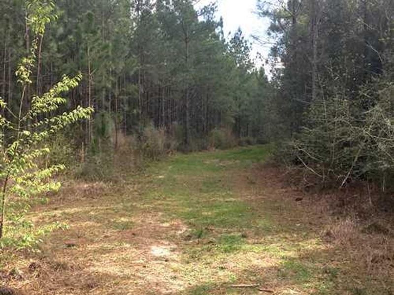 Cow Pen Tract, Beauregard Parish, 8 : Deridder : Beauregard Parish : Louisiana