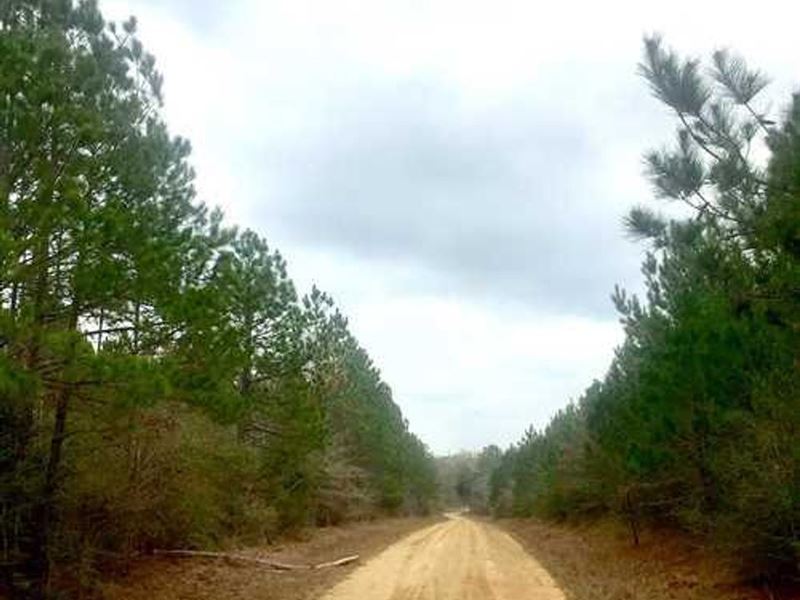 Old Bird Tract, Beauregard Parish : Bancroft : Beauregard Parish : Louisiana