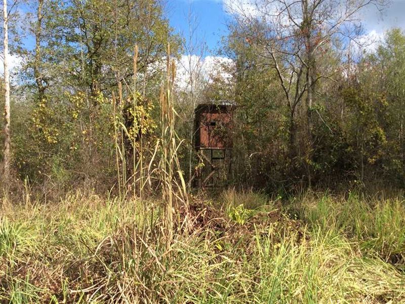 McCarty Road at Drake Creek Tract : Tullos : La Salle Parish : Louisiana